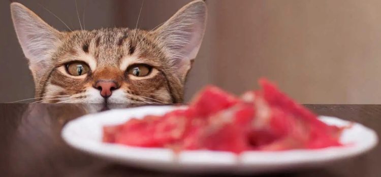 Régime BARF (viande crue) chez le chat  : risques associés