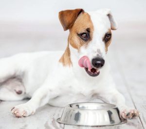 alimentation du chien diabétique