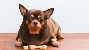 Tips-on-Diabetic-Dog-Food-and-How-to-Feed-Dogs-with-Diabetes-1021x580