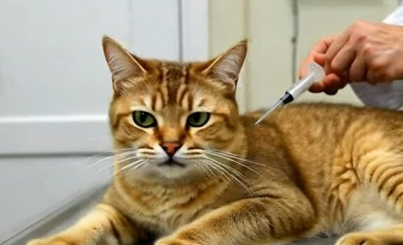chat diabétique