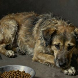 perte d'appétit chez le chien