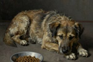 Mon chien boude sa gamelle… Pourquoi ? Que faire ?