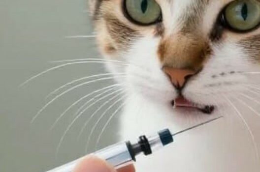 diabète du chat