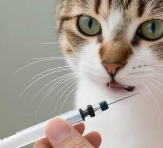 Diabète du chat : prévenir serait possible ?
