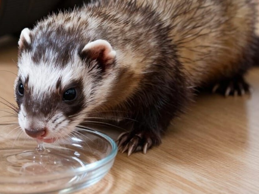 Première étude des risques associés aux maladies fréquentes du furet