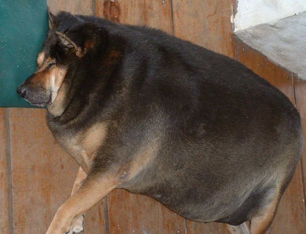 obésité du chien