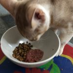 besoins nutritionnels du chat