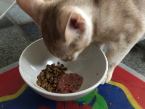 Donner un nouvel aliment à un chat: comment faire?