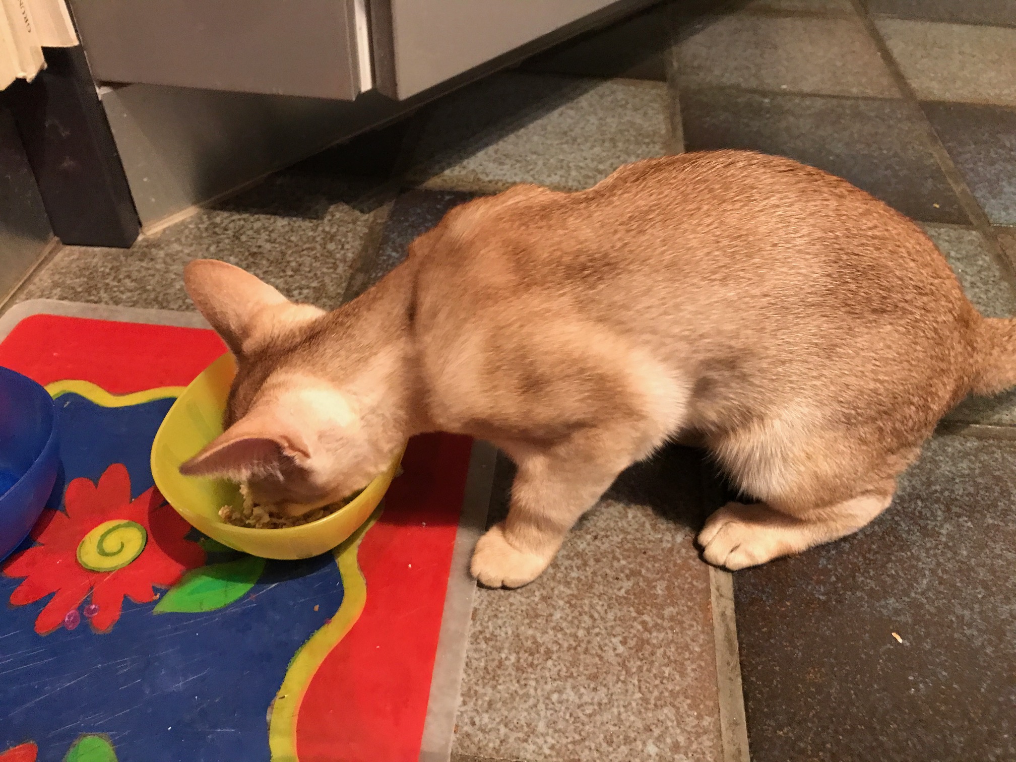 faire accepter vit'i5 à un chat