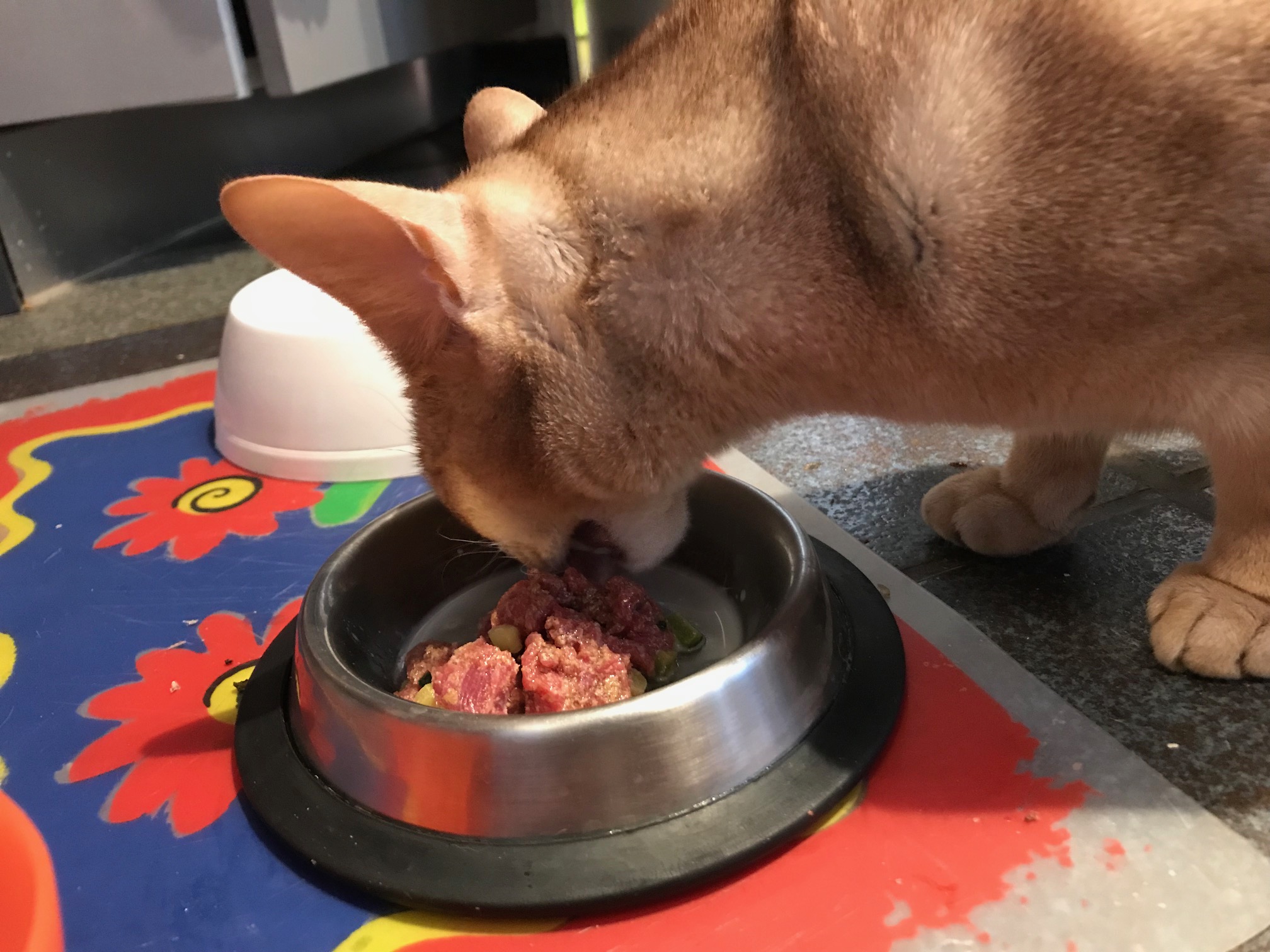 Comment donner un nouvel aliment à un chat ?