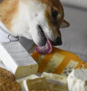 fromage pour le chien