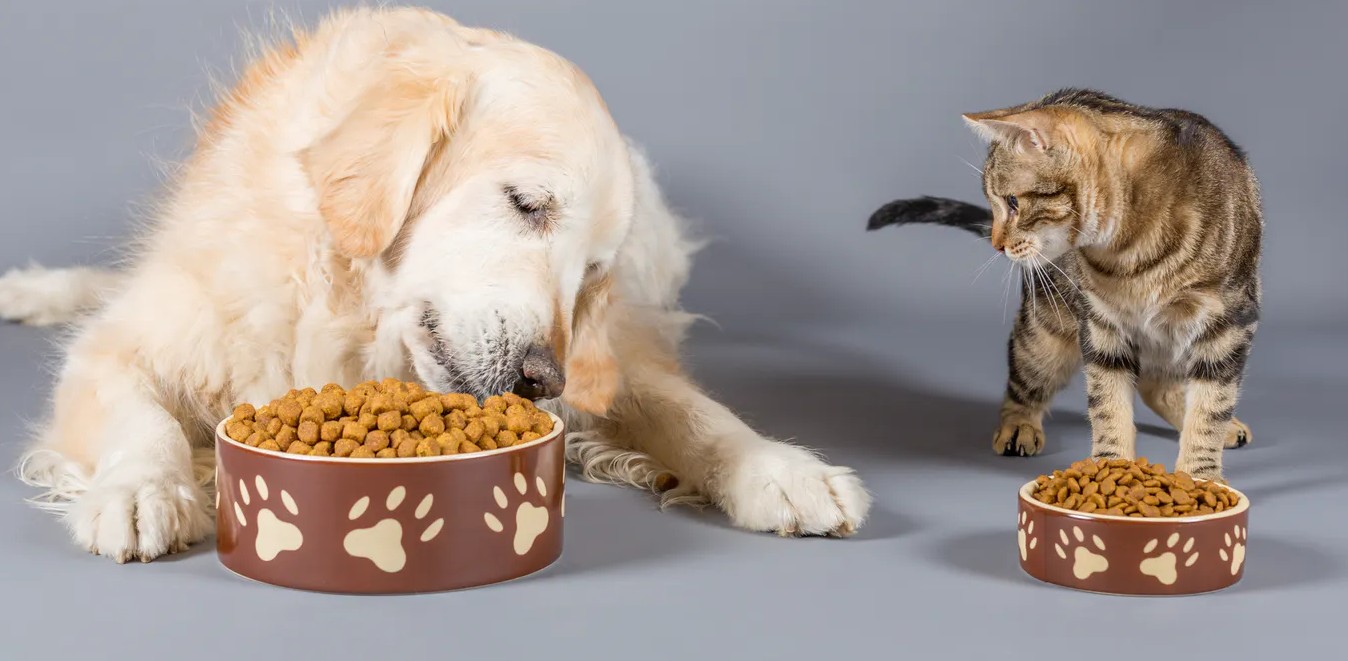 Quelle quantité de croquettes ou pâtée donner à un chien ou un chat ?