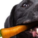 légumes pour le chien