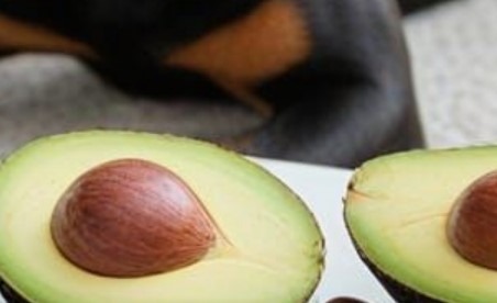 Avocat toxique pour le chien