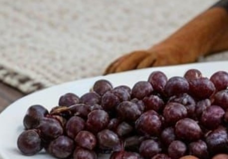 raisin toxique pour le chien