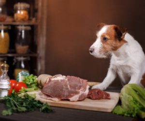 l'alimentation des chiens et des chats