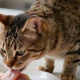 Donner du poisson à un chat