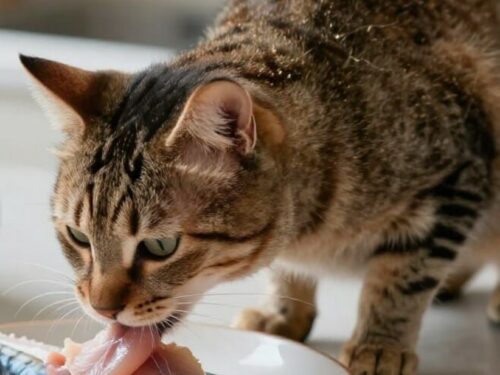 Puis-je donner du poisson à mon chat ?