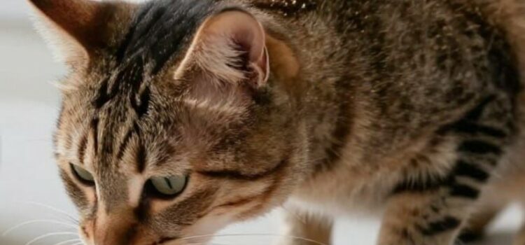 Donner du poisson à un chat