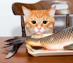 donner du poisson à un chat