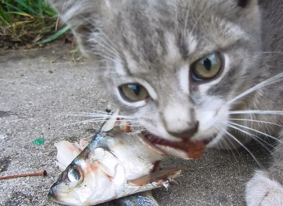 Puis je donner du poisson gras à manger à mon chat ?