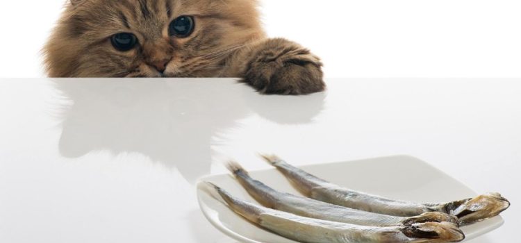 poisson pour un chat