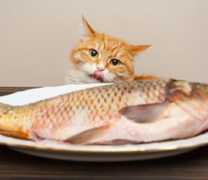 poisson à un chat