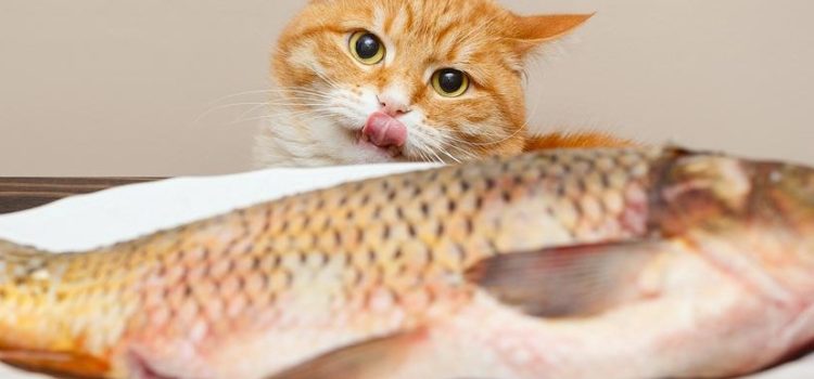 poisson à un chat