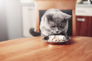 transition alimentaire chez le chat