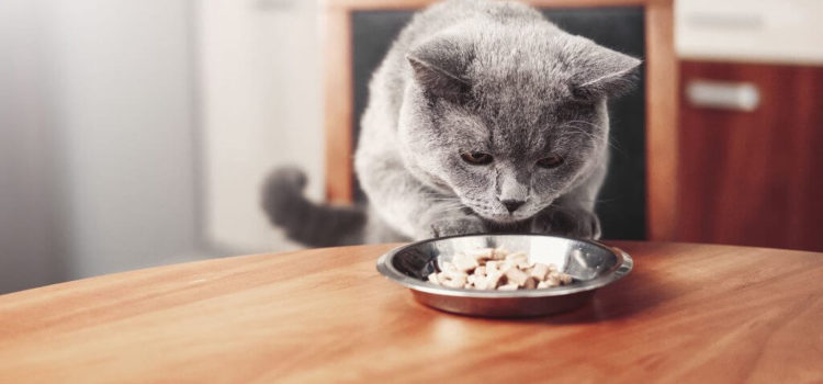 transition alimentaire chez le chat