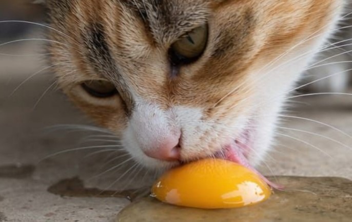 oeuf pour le chat