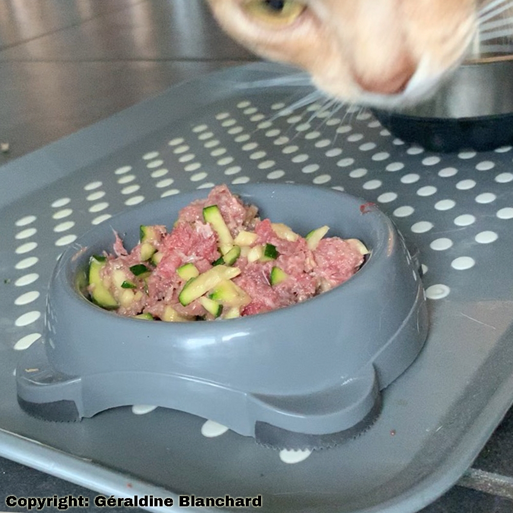 Mon chat est nourri en ration ménagère, mais je pars en vacances: comment gérer ?
