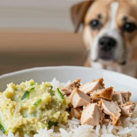selles vertes chez le chien