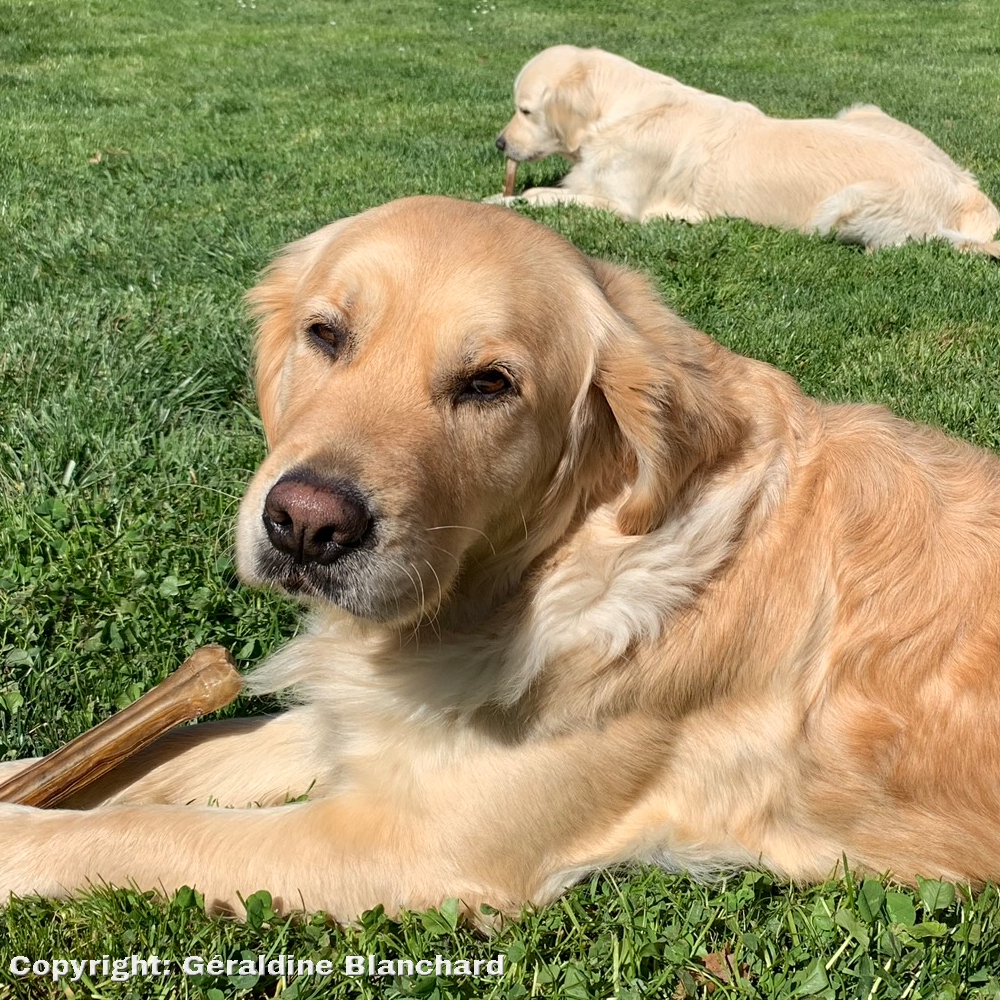 L'alimentation BARF pour les chiens qu'estce que c'est