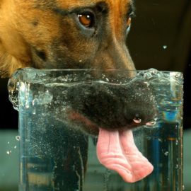 besoin en eau du chien