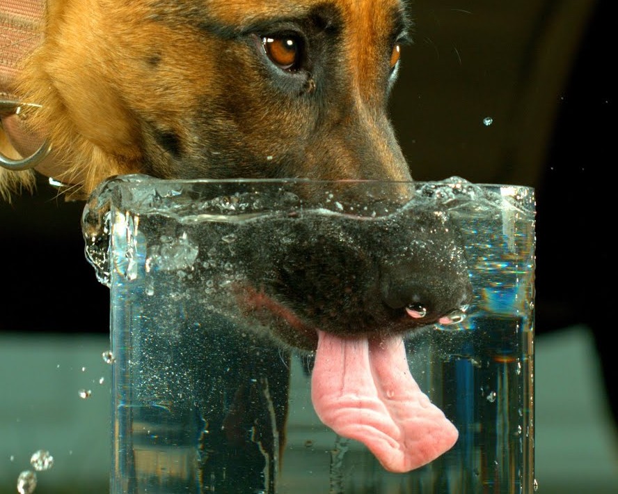 Quel besoin en eau pour le chien ?