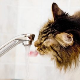 besoin en eau du chat