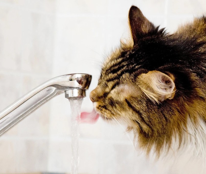 Quel besoin en eau pour le chat ?