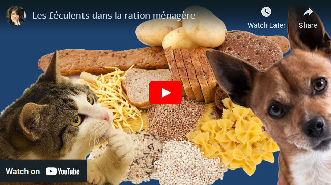 féculents pour le chien