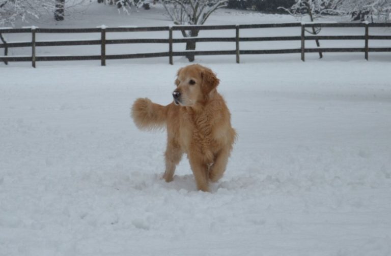 alimenter son chien en hiver