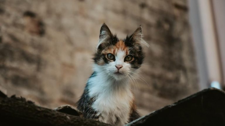 prédation du chat