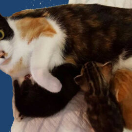 alimentation de la chatte en lactation