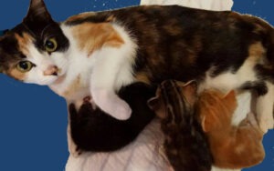 Alimentation d’une chatte en lactation – Vidéo