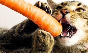 légumes pour les chats