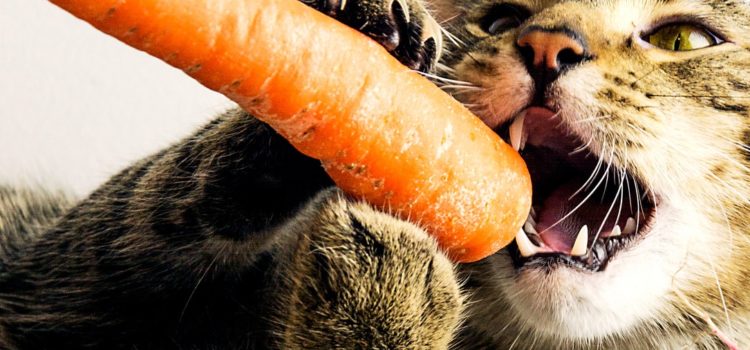 légumes pour les chats