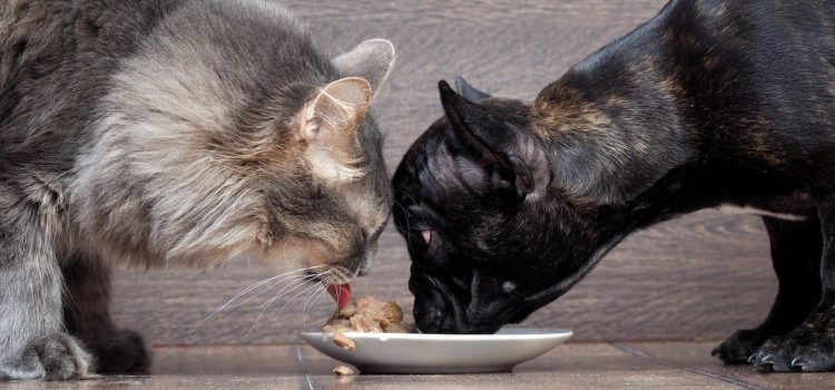 aliments pour chiens et chats