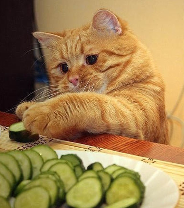 Légumes pour les chiens et les chats quelle quantité