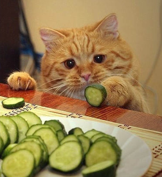 quantité de légumes pour le chat