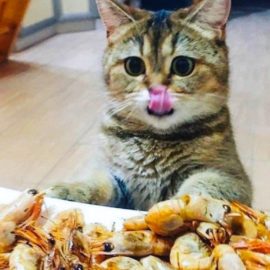 quantité de crevettes pour un chat
