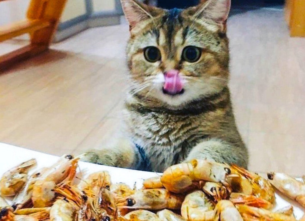 Puis-je donner des crevettes à mon chat ou mon chien?